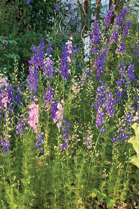 Üppig blühender Gartenrittersporn in Lila, Rosa & Weiß.