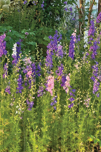 Garten-Rittersporn – bio
