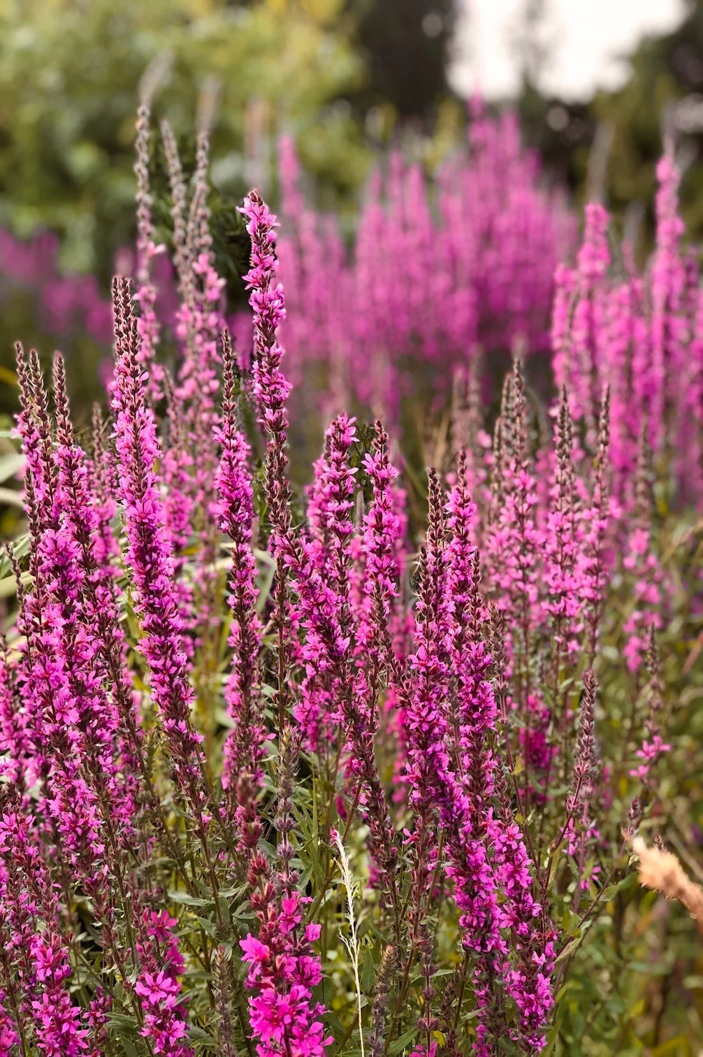 Heimische Wildblumen – 9 Packungen