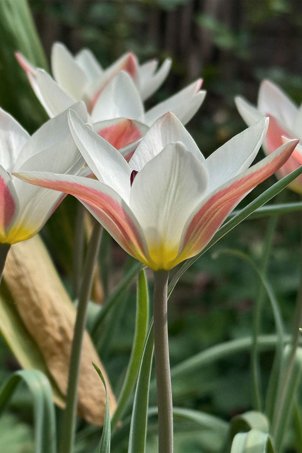 Tulpe Lady Jane – 10 Zwiebeln