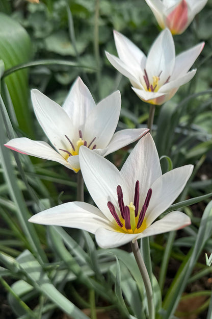 Tulpe Lady Jane – 10 Zwiebeln