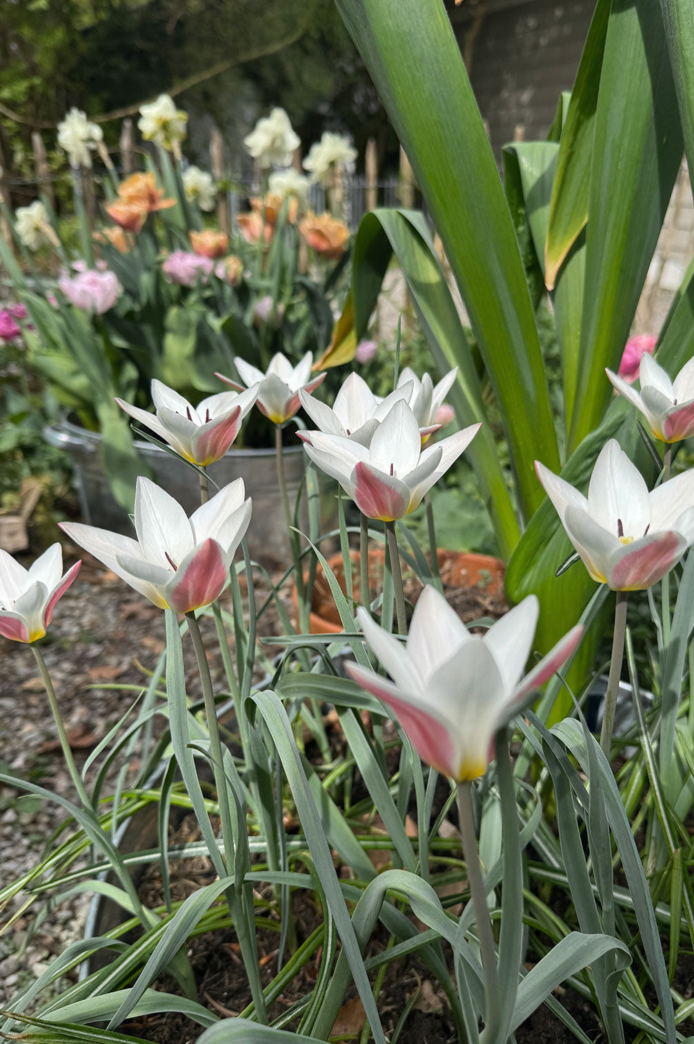 Tulpe Lady Jane – 10 Zwiebeln