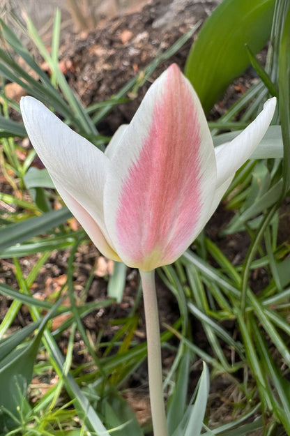 Tulpe Lady Jane – 10 Zwiebeln