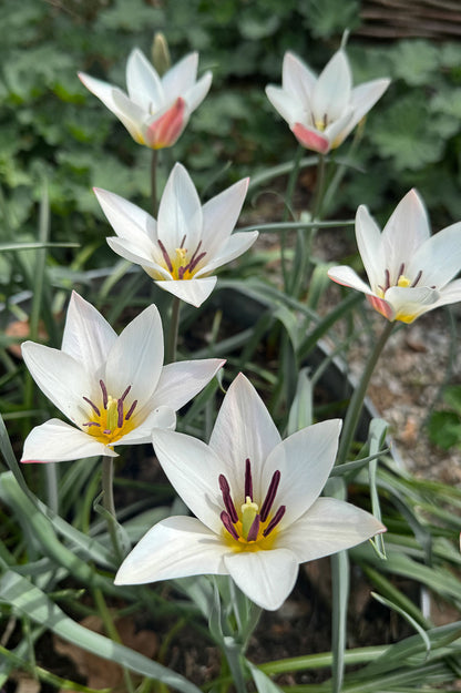Tulpe Lady Jane – 10 Zwiebeln