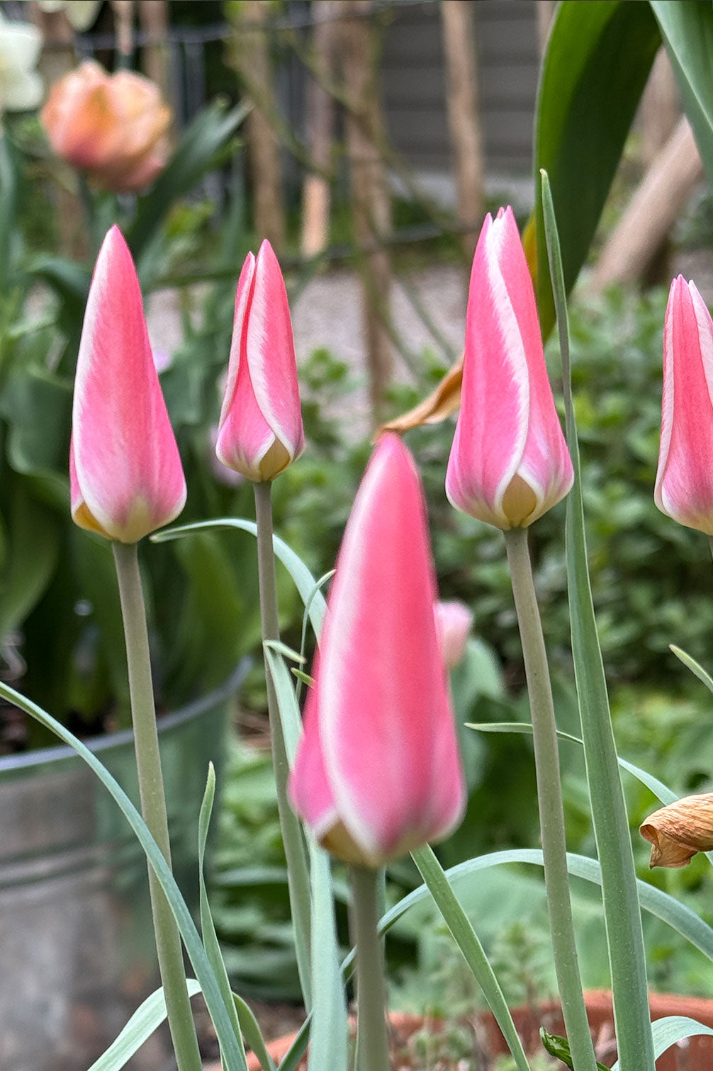 Tulpe Lady Jane – 10 Zwiebeln