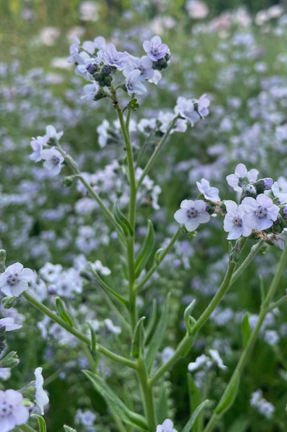 Chinesisches Vergissmeinnicht Ms. Marilyn (Cynoglossum amabile) mit himmelblauen Blüten im Sommerbeet.