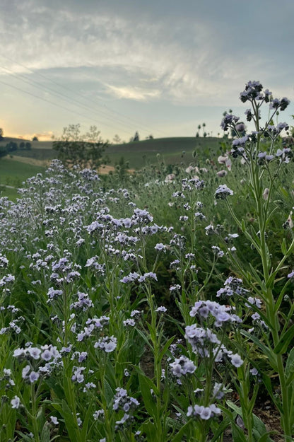 Chinesisches Vergissmeinnicht Ms. Marilyn (Cynoglossum amabile) in natürlicher Pflanzung mit vielen hellblauen Blüten.