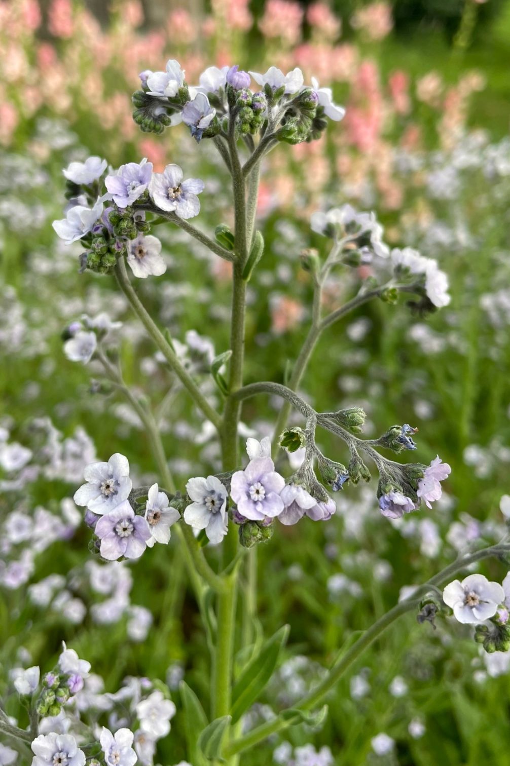 Detailaufnahme vom Chinesischen Vergissmeinnicht Ms. Marilyn (Cynoglossum amabile) mit feinen hellblauen Blüten.