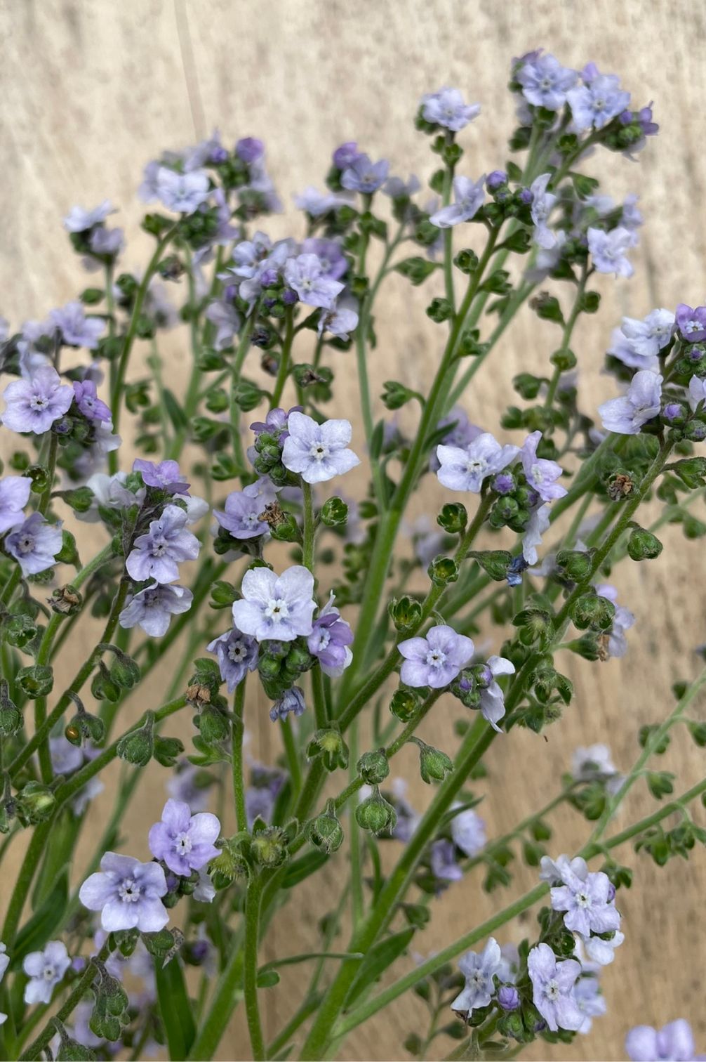 Chinesisches Vergissmeinnicht Ms. Marilyn (Cynoglossum amabile) mit zarten hellblauen Blüten.