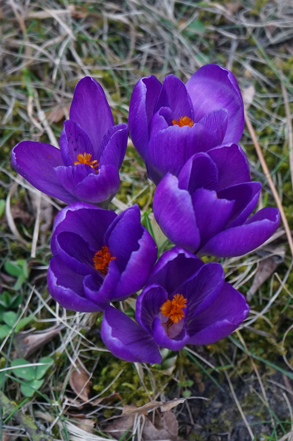 Krokus "Flower Record" – 10 Zwiebeln