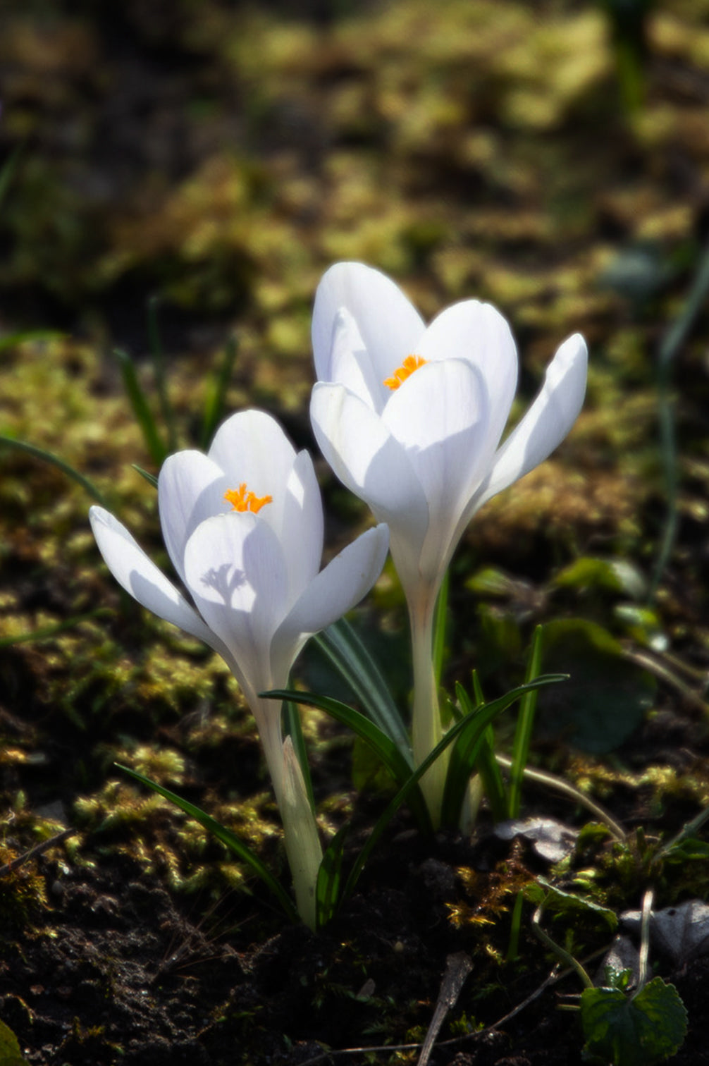 Krokus "Jeanne D'Arc" – 10 Zwiebeln