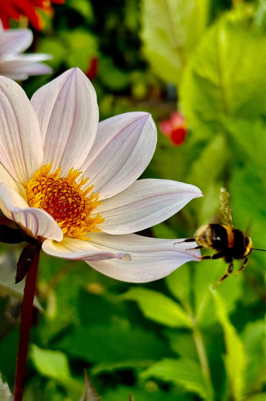 Dahlie Bishop of Dover – weiße Blüte mit Hummel im spätsommerlichen Garten.
