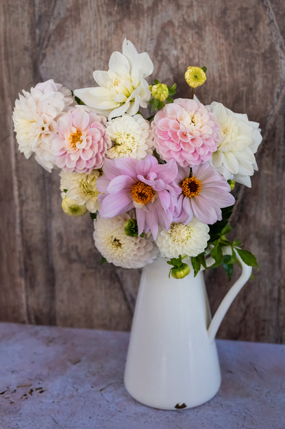 Dahlie "Bishop of Leicester"