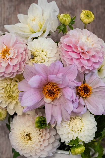 Dahlie "Bishop of Leicester"