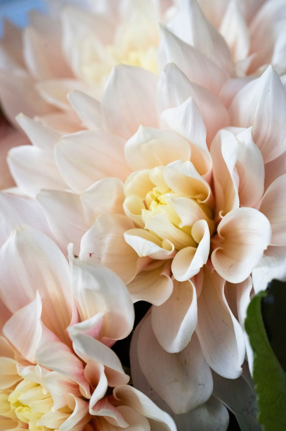 Detailaufnahme der zartrosa Pompon-Dahlie Break Out mit sanftem Farbverlauf ins Cremegelb.