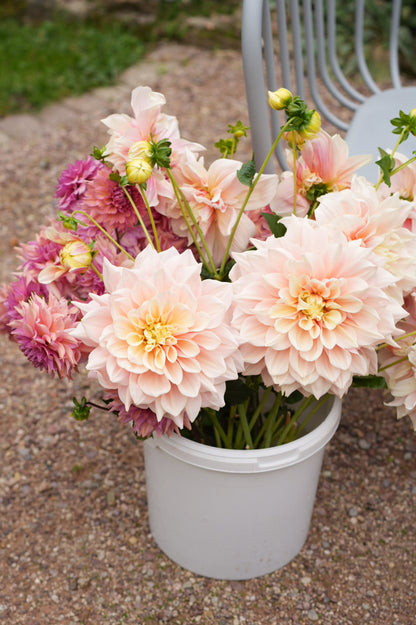 Frisch gepflückter Dahlienstrauß mit Dahlie Break Out im Eimer.