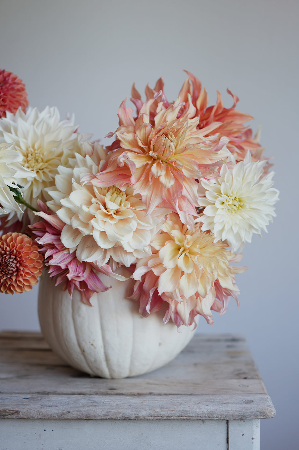 Dahlie Break Out in Kombination mit pfirsichfarbenen Dahlien, arrangiert in einem weißen Kürbis