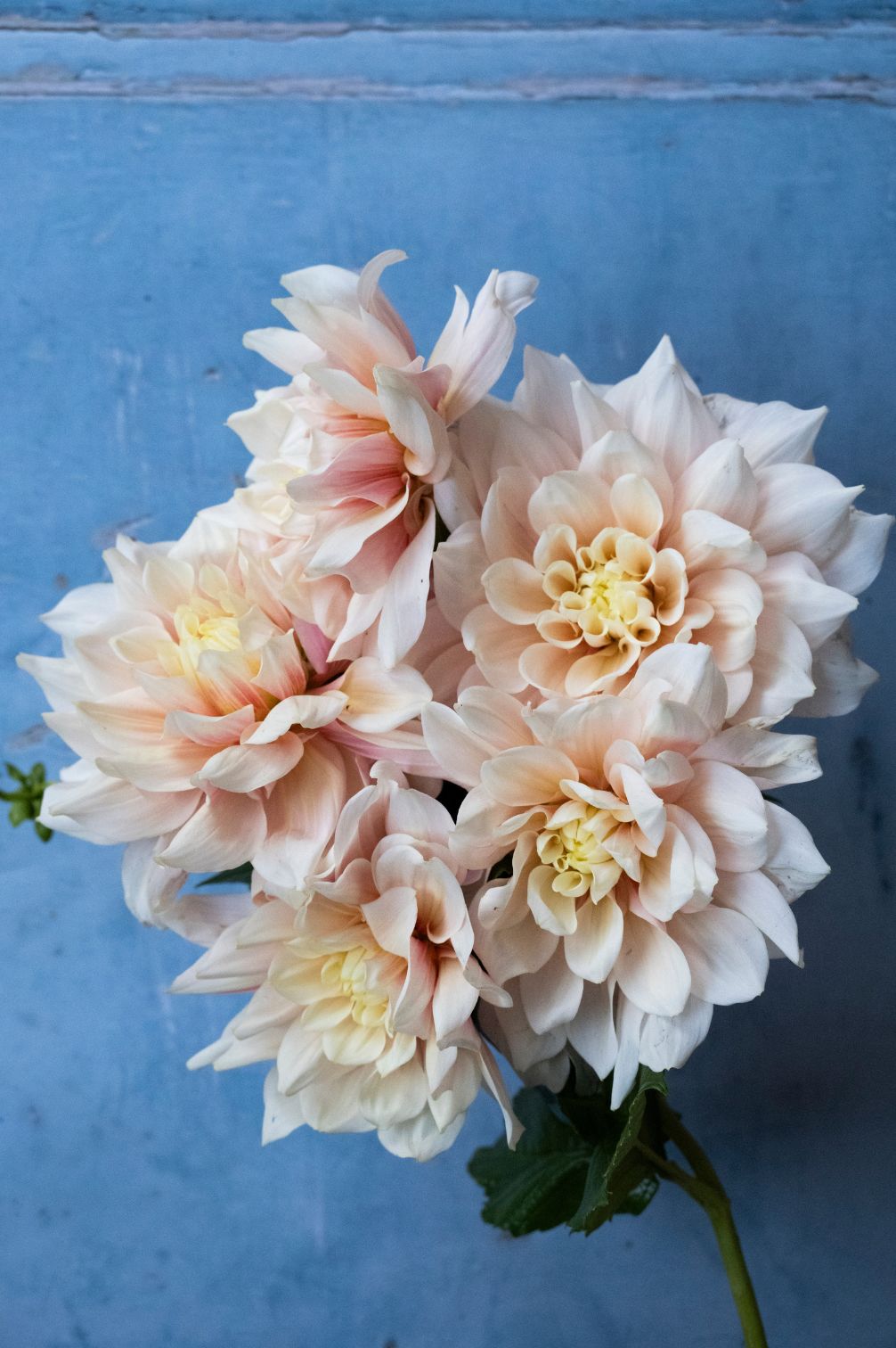 Mehrere zartrosa Pompon-Dahlien in weichen Creme- und Rosétönen in Nahaufnahme.