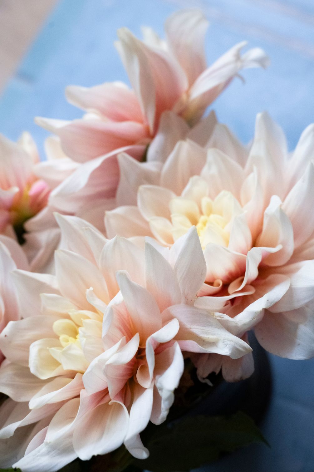 Mehrere zartrosa Pompon-Dahlien in weichen Creme- und Rosétönen in einer Vase.