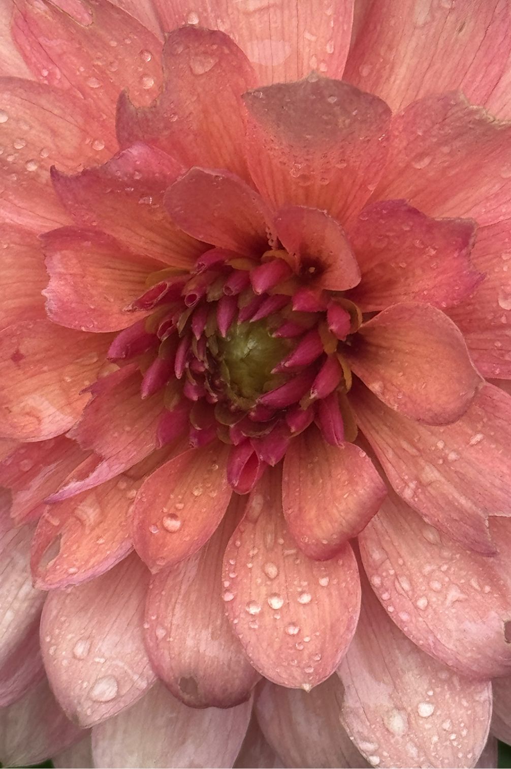 Blüte der Dahlie Chateau de la Bourdaisiere in warmen Rosé- und Apricotnuancen-Detailaufnahme.