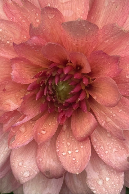 Blüte der Dahlie Chateau de la Bourdaisiere in warmen Rosé- und Apricotnuancen-Detailaufnahme.