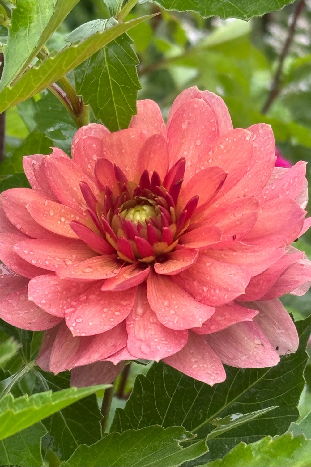 Blüte der Dahlie Chateau de la Bourdaisiere in warmen Rosé- und Apricotnuancen.
