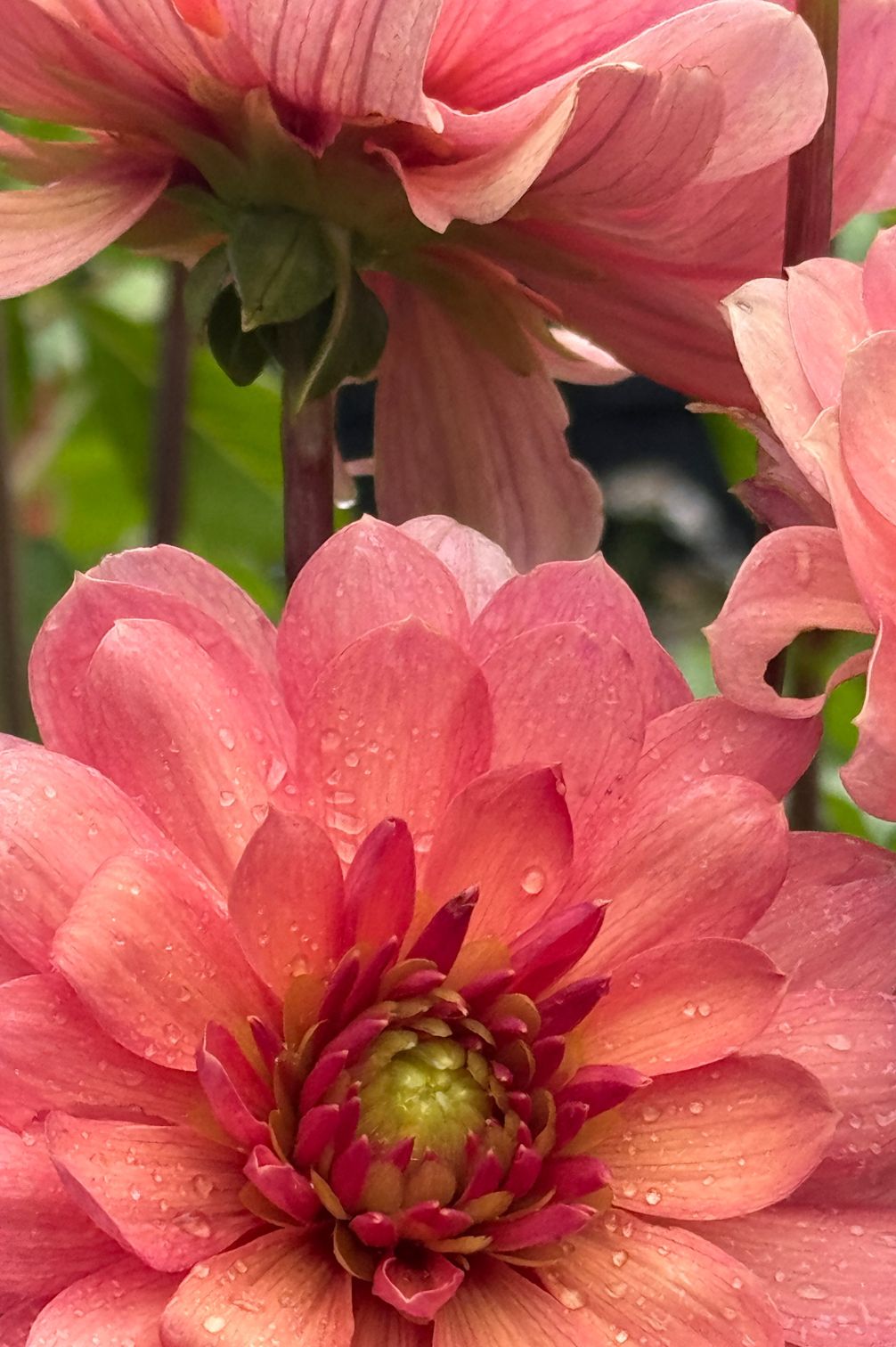 Blüte der Dahlie Chateau de la Bourdaisiere in warmen Rosé- und Apricotnuancen-Nahaufnahme.