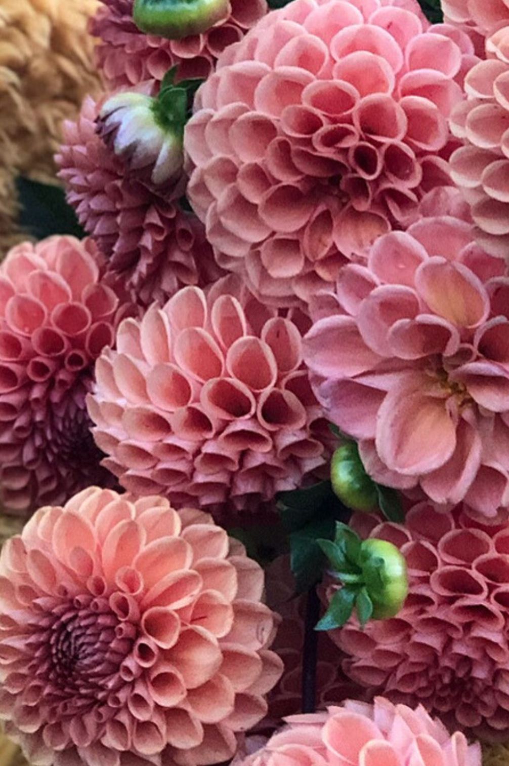 Detailaufnahme der Dahlie „Cornel Brons“ mit samtigen Blütenblättern in zartem Apricot-Rosé.