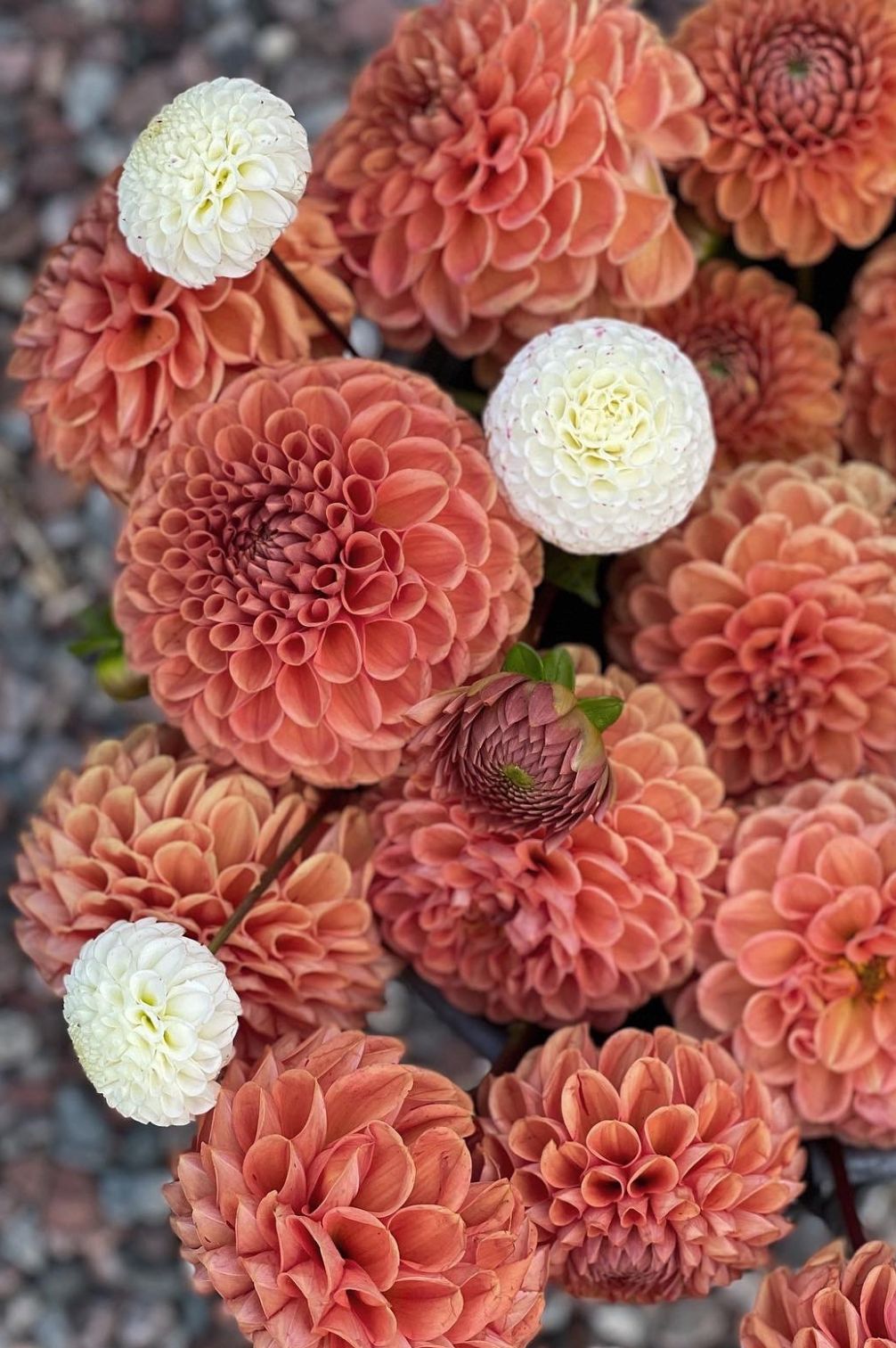 Dahlie „Cornel Brons“ mit kugelrunden Blüten in Bronze-Apricot im Beet kombiniert mit weißen Pompon-Dahlien..
