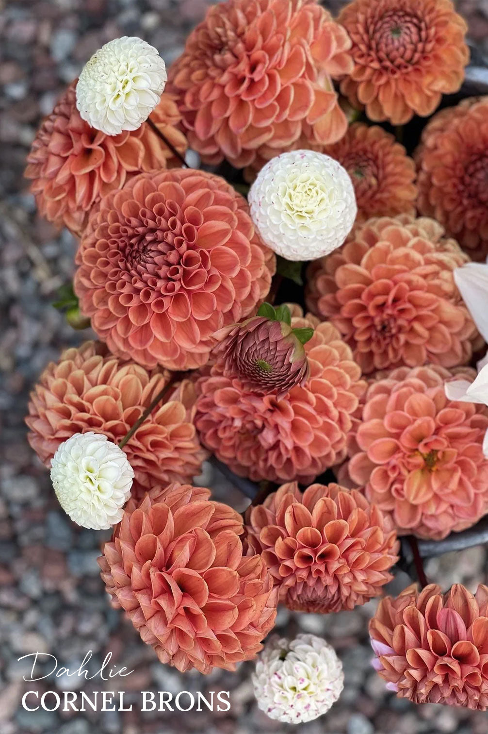 Pflückglück "Soft Peach"