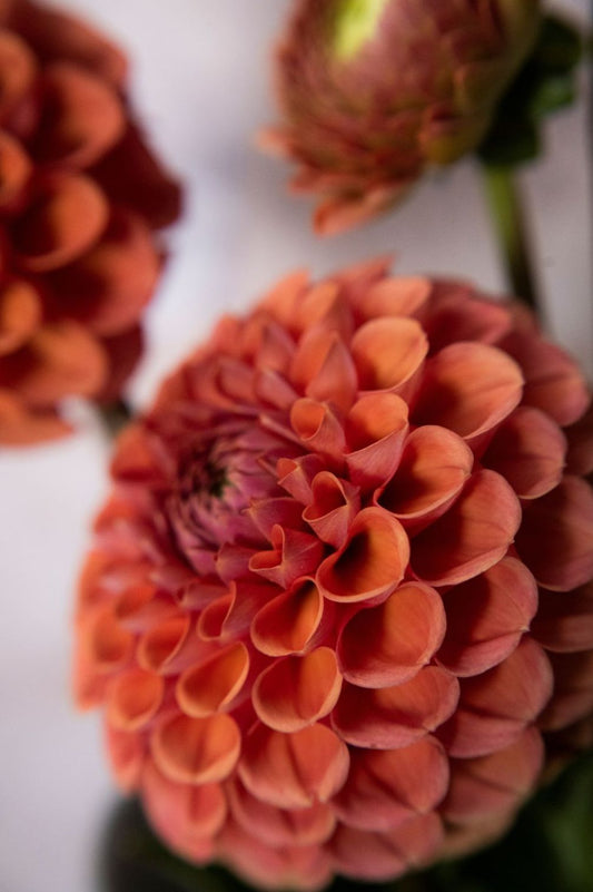 Nahaufnahme der Dahlie „Cornel Brons“ mit dicht gefüllten, kugelförmigen Blüten in Bronze-Apricot.