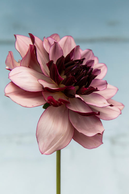 Dahlie "Crème de Cassis"