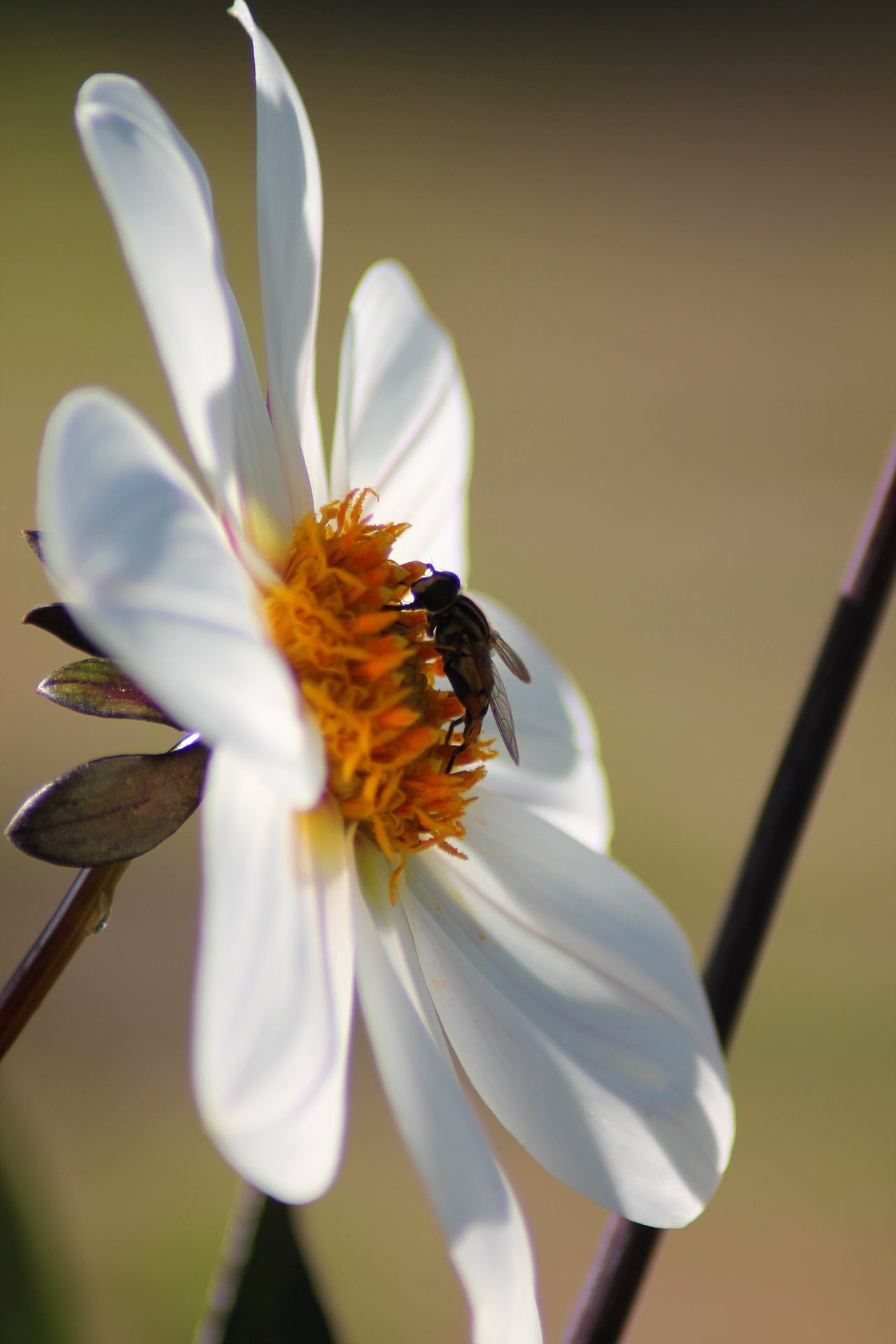 Makroaufnahme der weißen Dahlie "Dahlegria White" mit ihren kontrastierenden dunklen Blättern und Stielen.