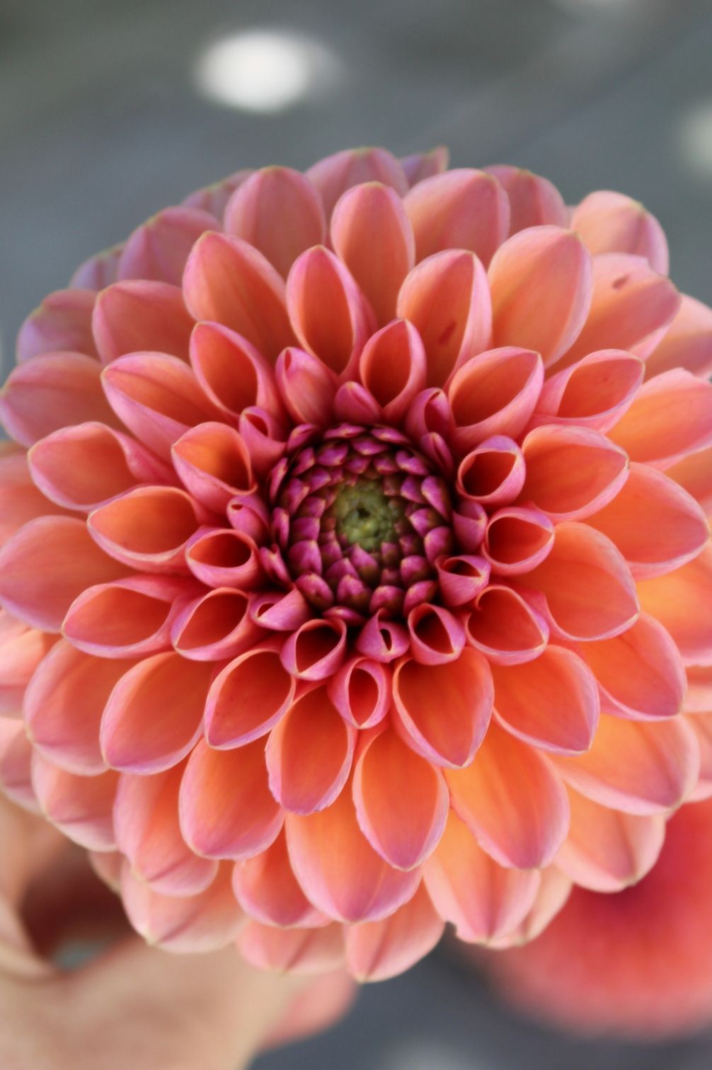 Dahlie Daisy Duke, apricot-rosa Farbverlauf, perfekt geöffnete Ball-Form in Nahaufnahme.