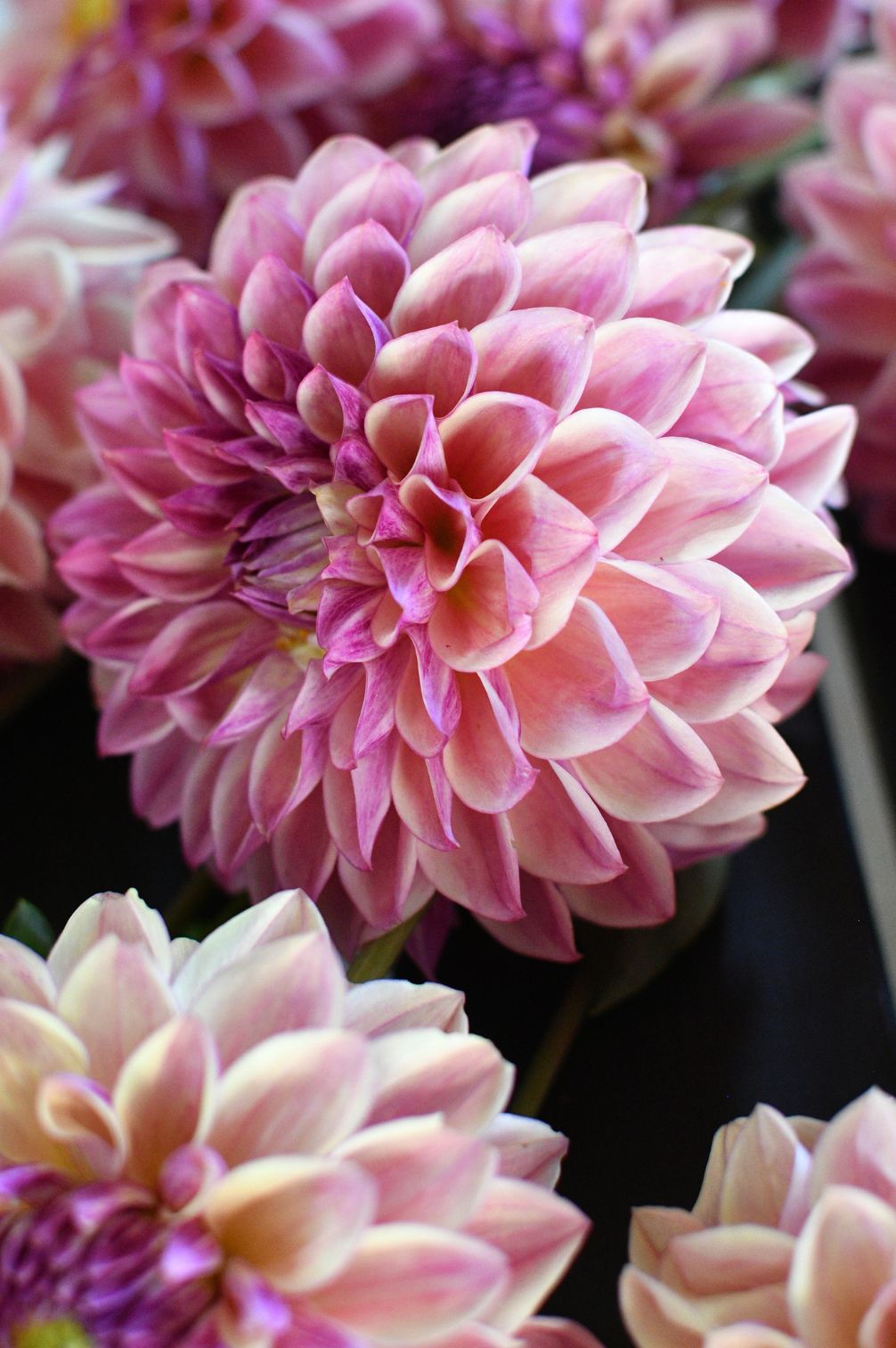 Dahlie Dusty Beauty – romantische Pastelltöne mit creme-rosanen Blütenblättern.