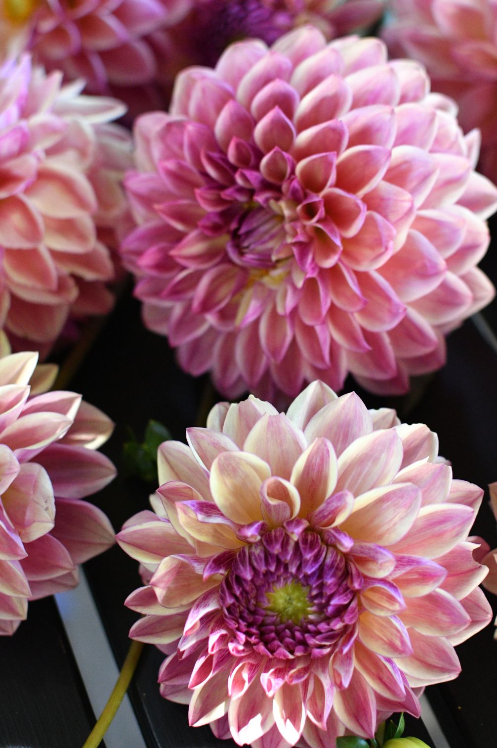 Dahlie Dusty Beauty – zart rosafarbene Blüten im warmen Spätsommerlicht.