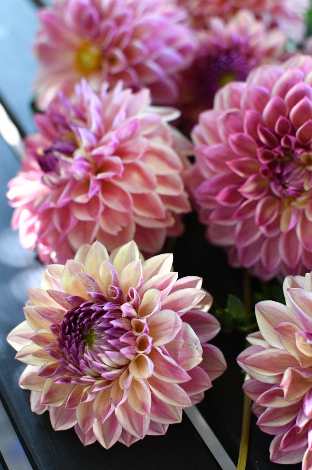 Dahlie Dusty Beauty – Nahaufnahme der vielschichtigen Blütenblätter in sanften Rosatönen.