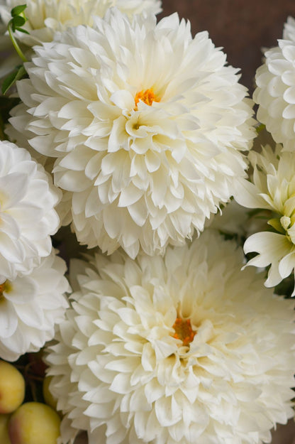 Dahlie Gitt’s Attention – große, dicht gefüllte cremeweiße Blüte.