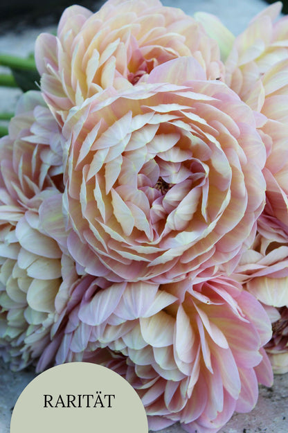 Dahlie "Hapet Old Charm"