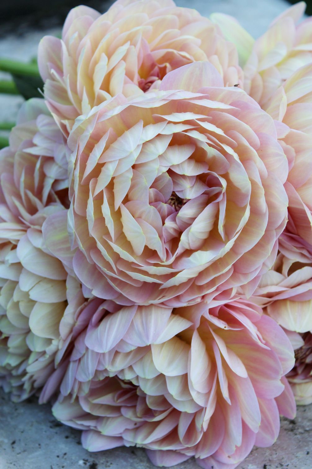 Dahlie Hapet Old Charm mit dicht gefüllter blush- und lachsfarbenen Blüte, seerosenartige Form in Nahaufnahme.