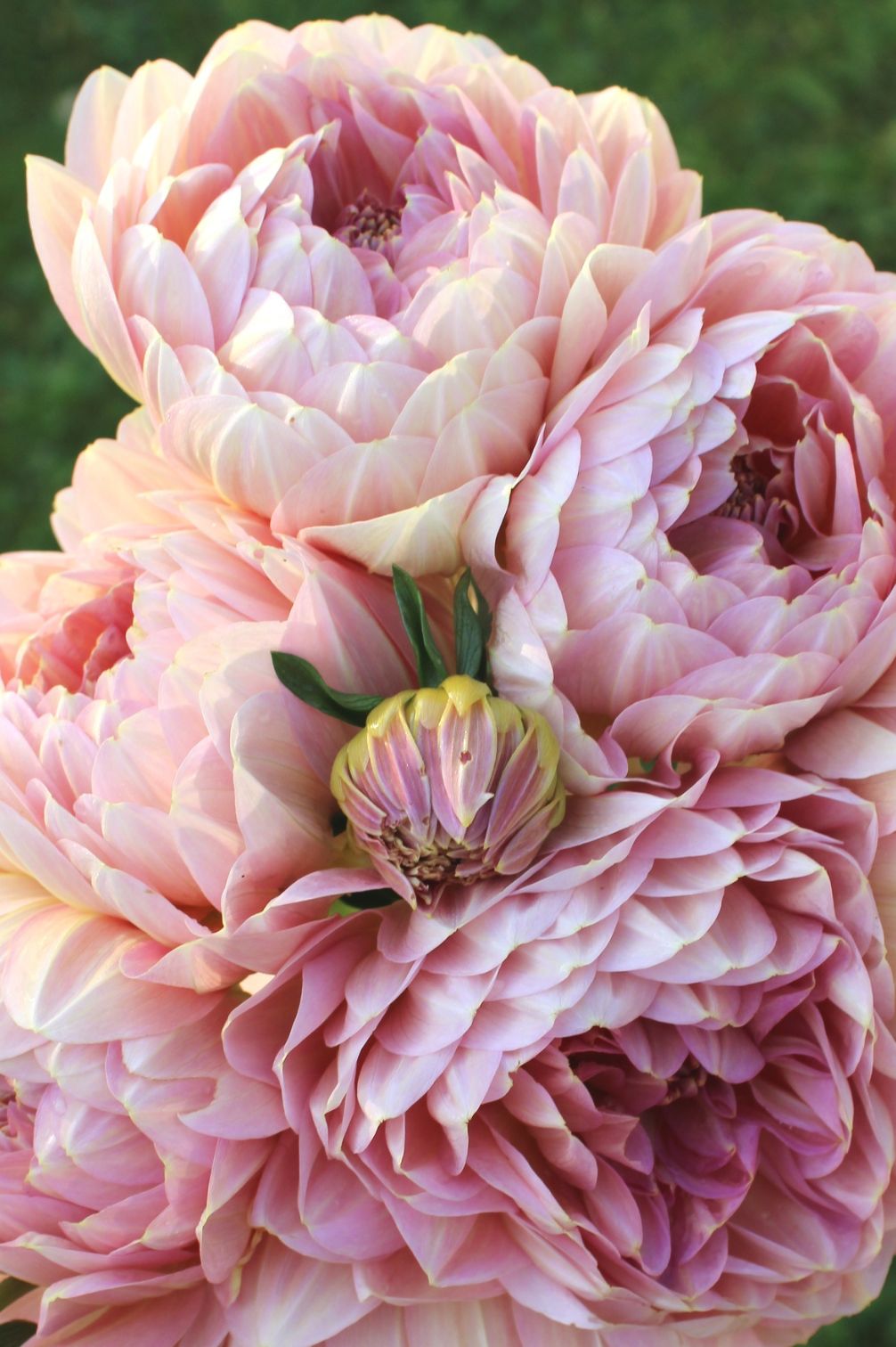 Mehrere Blüten der Dahlie Hapet Old Charm in blush- und apricotfarbenen Pastelltönen, seerosenartige Blütenform im warmen Licht.