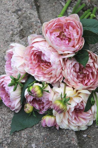 Strauß der Dahlie Hapet Old Charm in blush-rosa Pastelltönen mit mehreren geöffneten Blüten und Knospen auf Steinuntergrund.