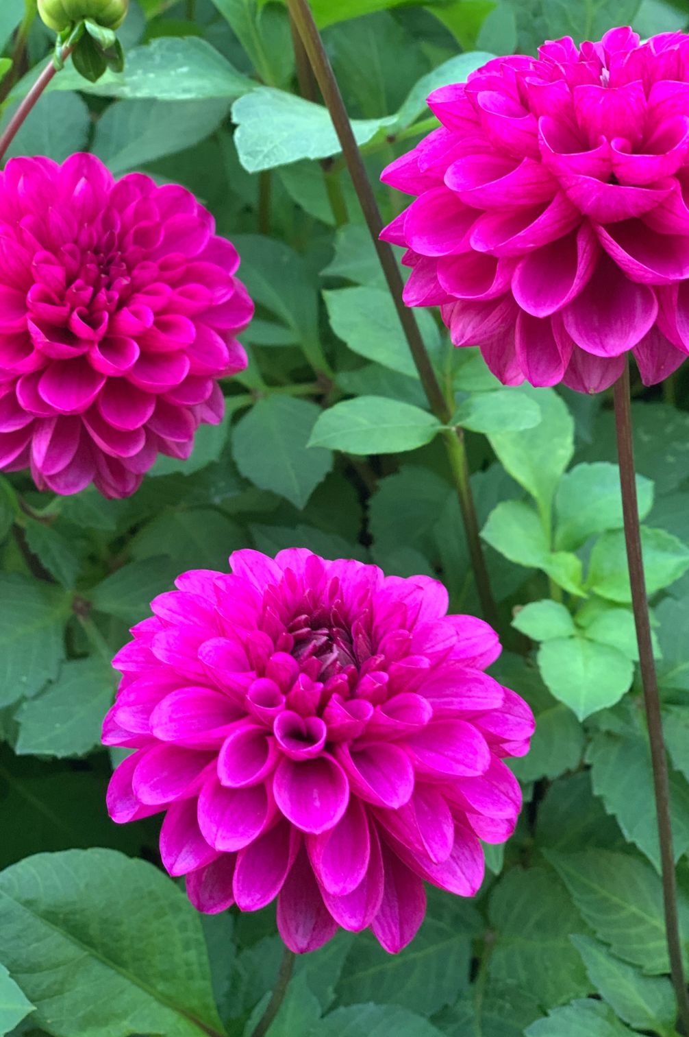 Dahlie Hapet Rarity in kräftigem Magenta-Pink in Nahaufnahme.