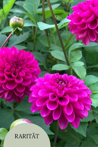 Dahlie "Hapet Rarity" – Bio