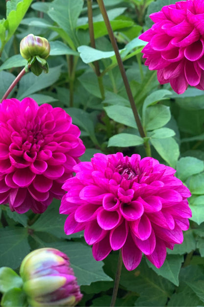 Mehrere Blüten der Dahlie Hapet Rarity auf stabilen Stielen.