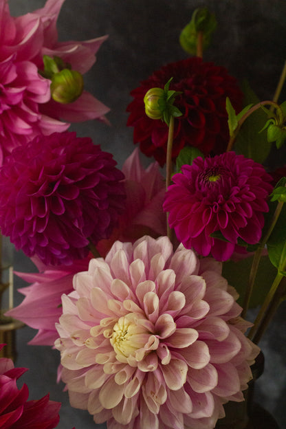 Dahlie "Hapet Rarity" – Bio