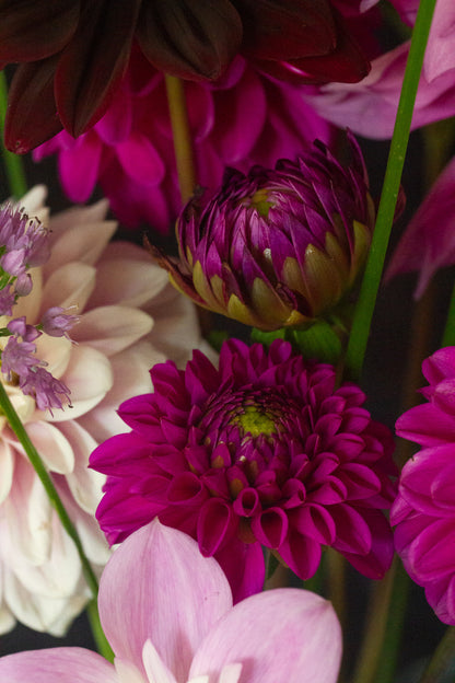 Dahlie "Hapet Rarity" – Bio