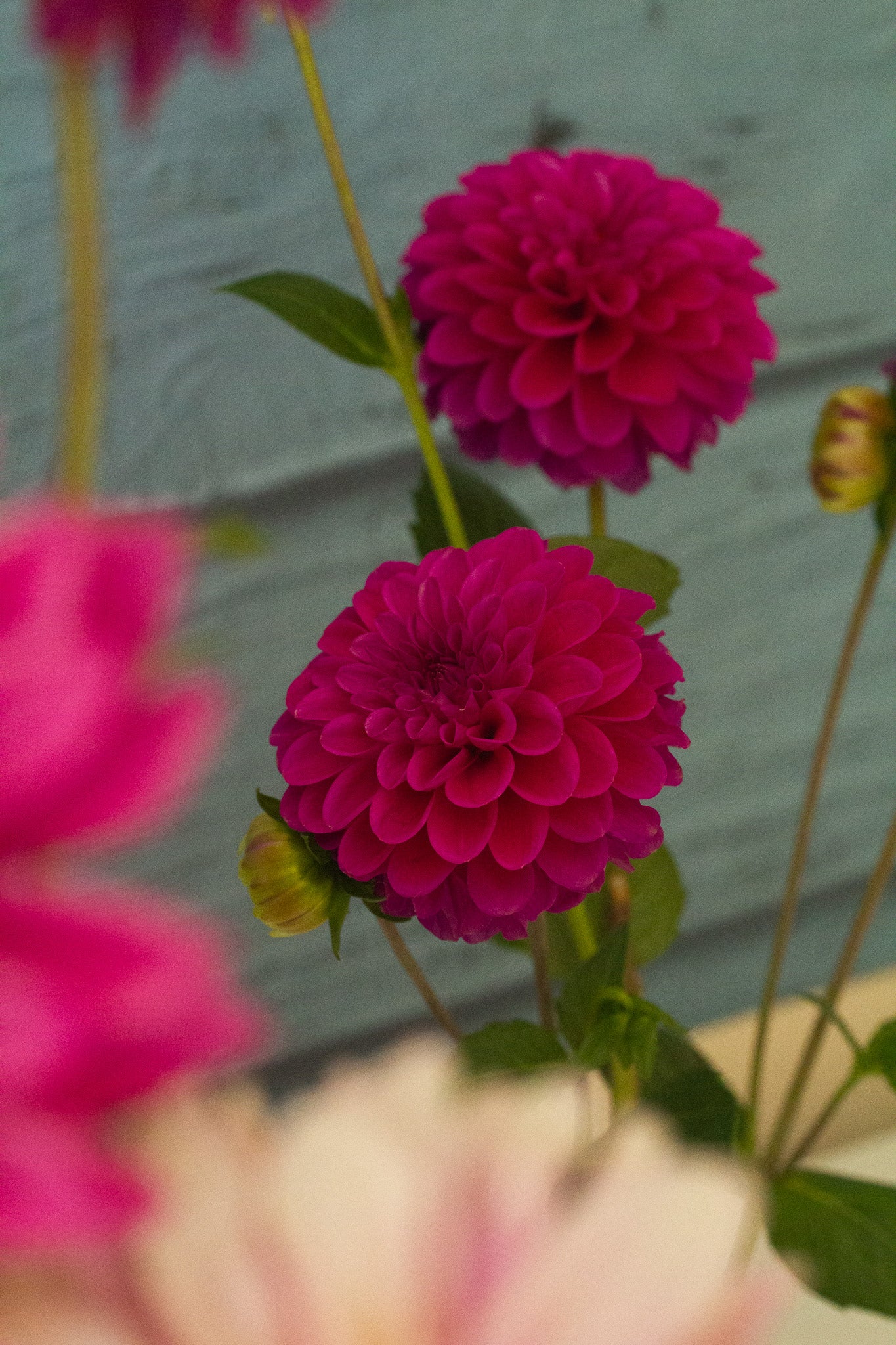 Dahlie "Hapet Rarity" – Bio