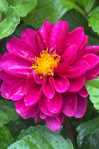 Dahlie Hapet Rarity Magenta-Pink in Nahaufnahme.