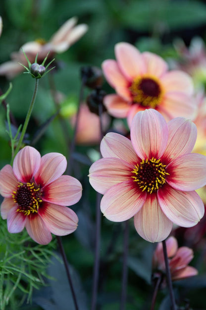 Nahaufname Dahlie HS Happy Single Kiss in Apricot- und Himbeertönen mit dunklem Laub.